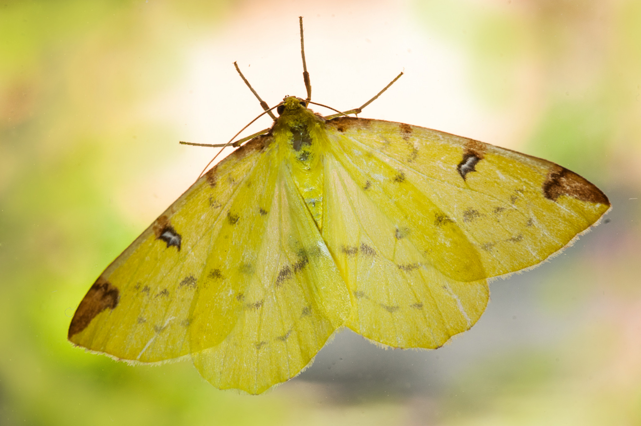 Gemeenten adopteren diersoort en helpen de natuur een handje