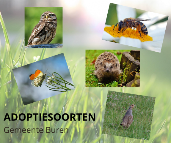 Gemeenten Adopteren Soorten