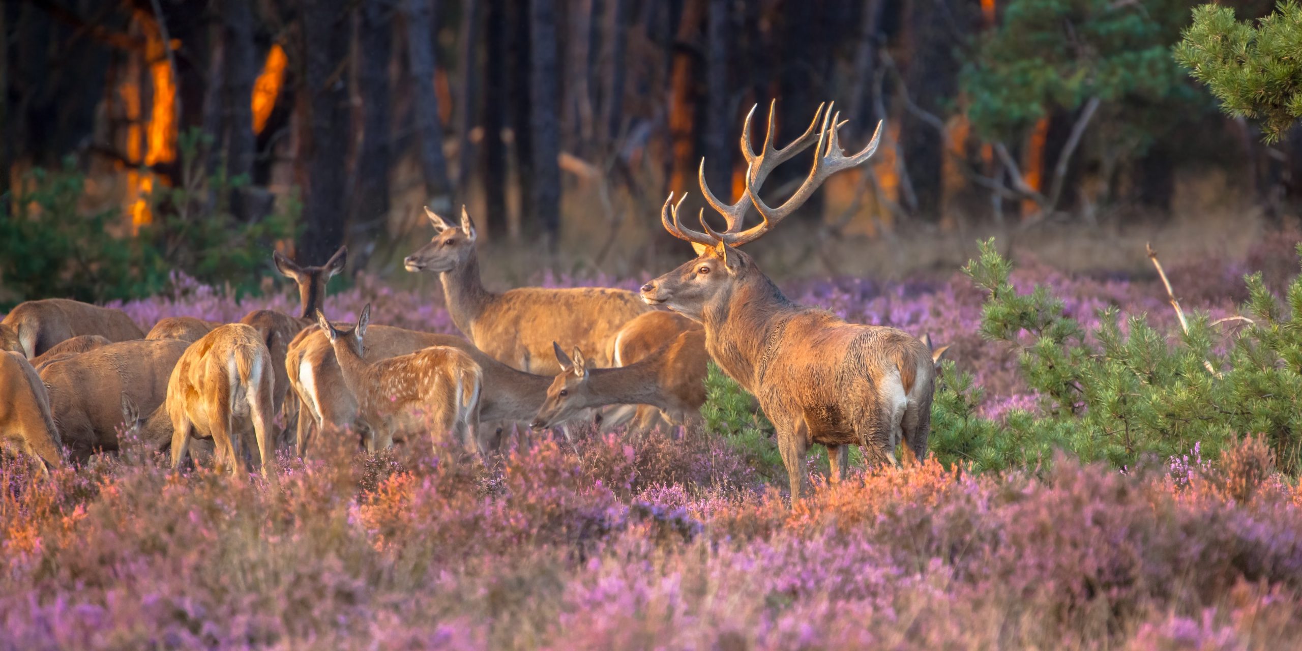 Een groep herten in een paarse heide met bomen op de achtergrond bij zonsondergang.