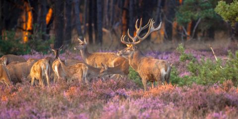 Dringende oproep aan Provinciale Staten Gelderland begrotingsplannen m.b.t. natuurorganisaties