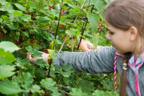 Leerlingen van De Lelie in Harderwijk planten hun eigen Proeftuin