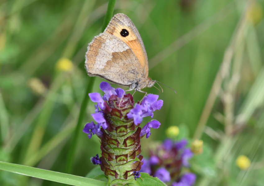 Bruine vlinder zit op paarse bloem tegen een groene wazige achtergrond.