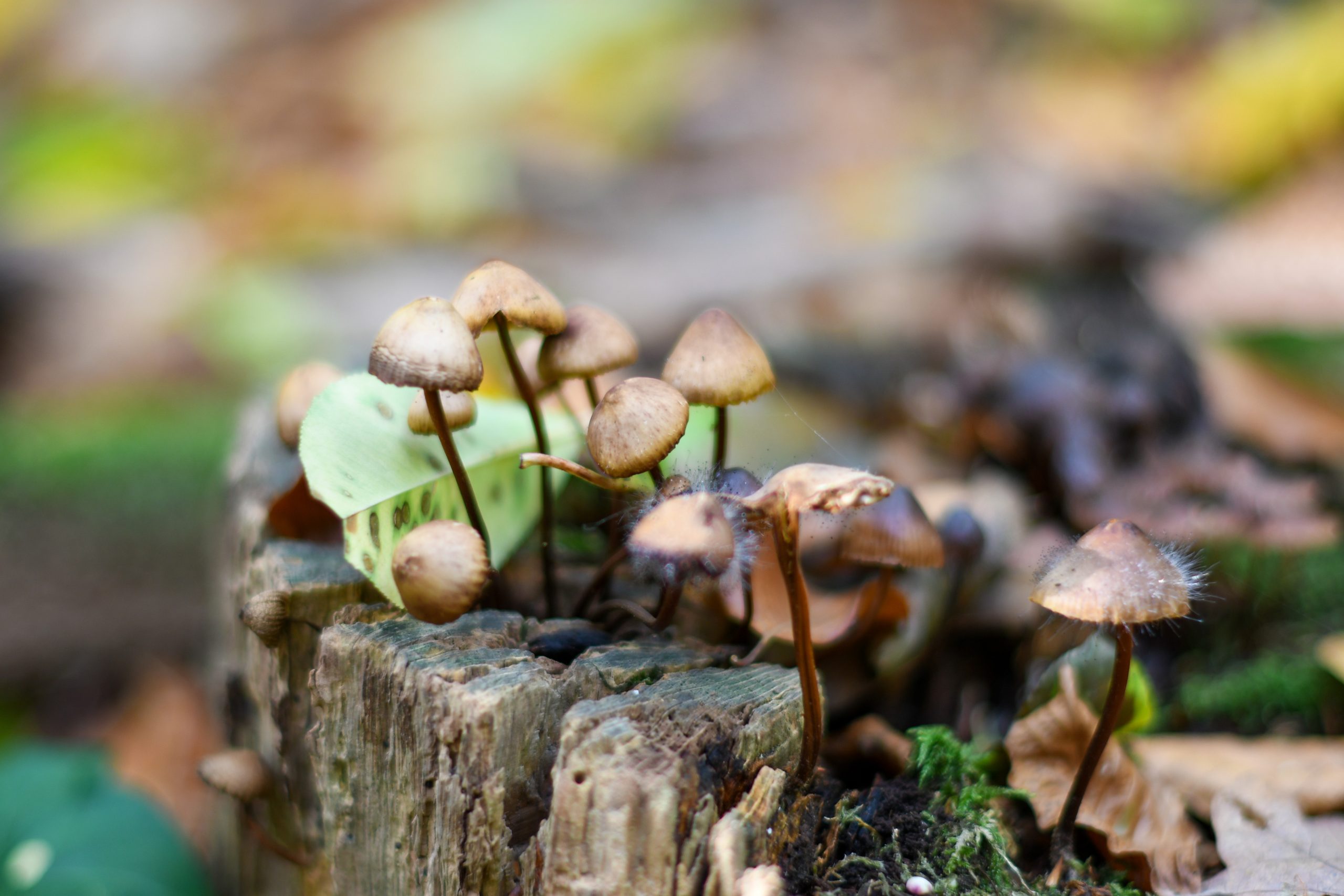 Kleine paddenstoelen groeien op een boomstomp tussen herfstbladeren.