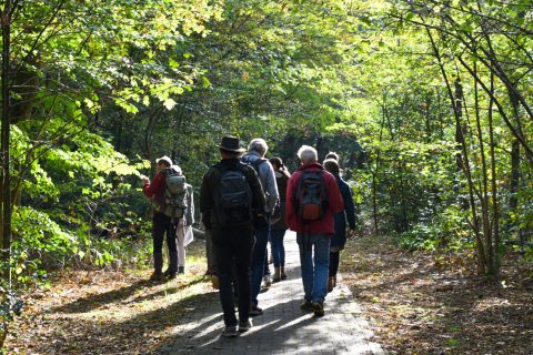 Een groep wandelaars loopt op een zonnig pad door een groen bos.