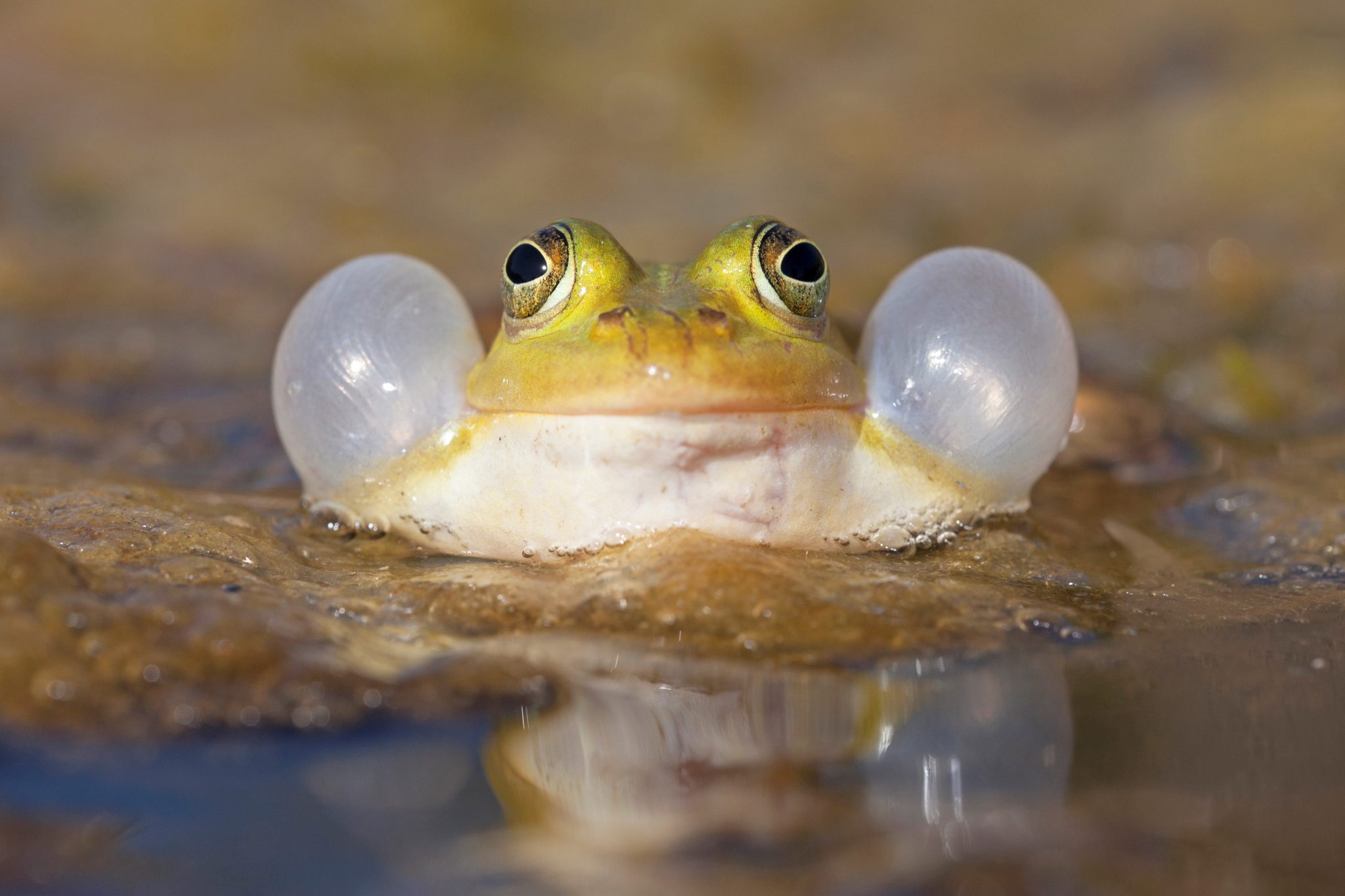 Een kikker met twee opgeblazen keelzakken in het water, frontaal gefotografeerd.