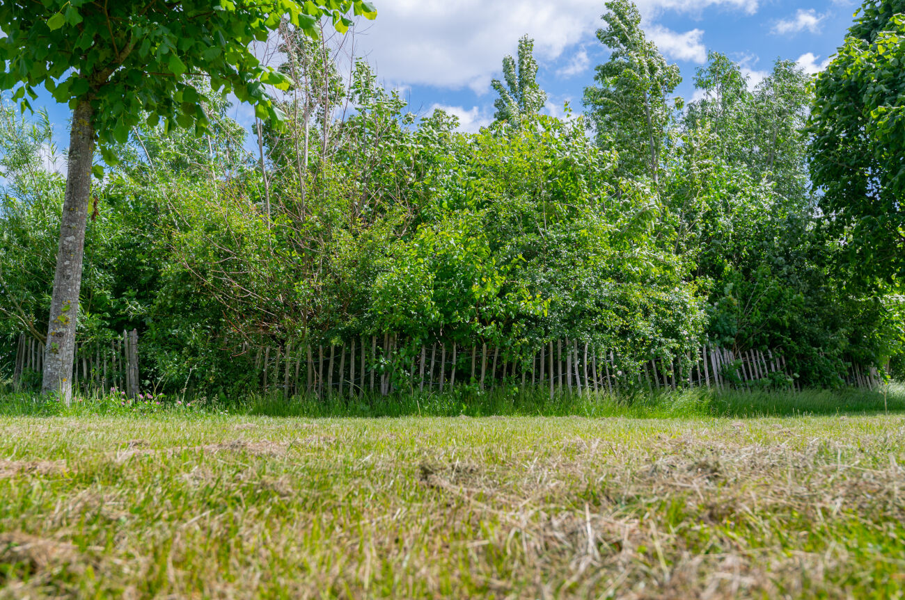 Grasveld met houten hek en dichte, groene struiken onder een blauwe lucht met wolken.