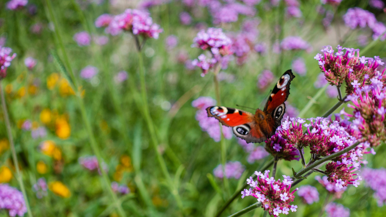 Een kleurrijke vlinder zit op paarse bloemen in een bloeiende tuin.