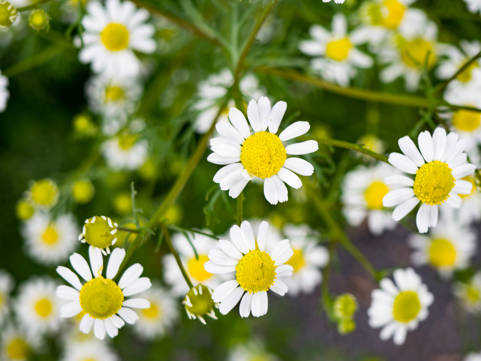 Witte margrietbloemen met gele harten tegen een groene achtergrond.