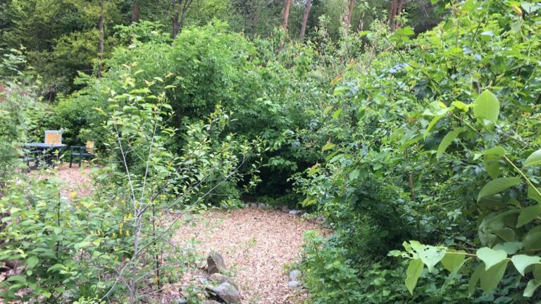Bosrijke tuin met groene struiken, een grindpad, en een picknicktafel op de achtergrond.