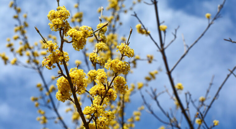 Gele bloemen op takken tegen een blauwe hemel.