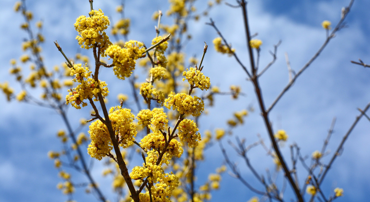 Gele bloemen op takken tegen een blauwe hemel.