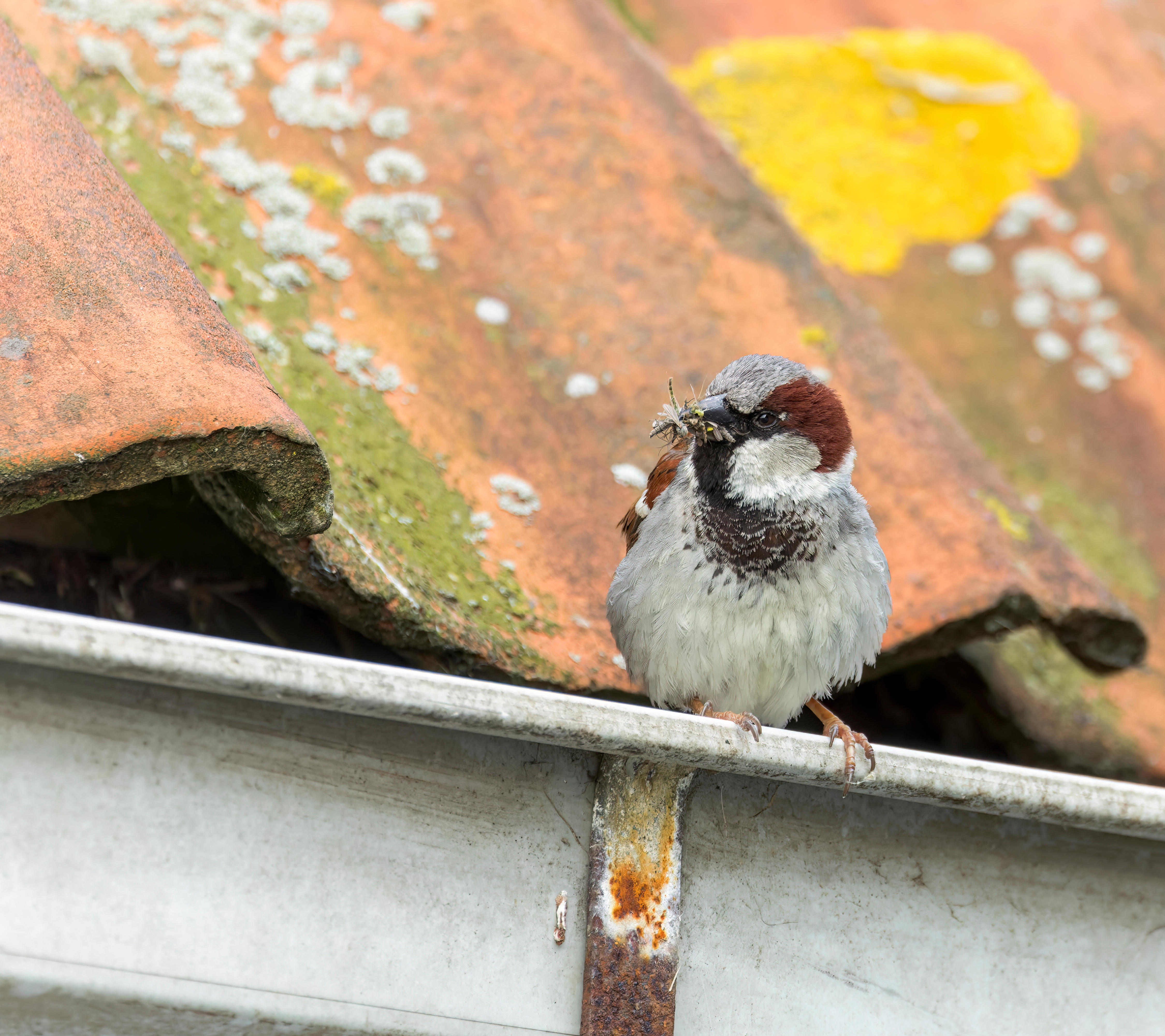Mus zit op dakgoot met insect in snavel, achtergrond met mos en korstmossen op dakpannen.