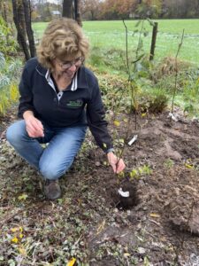 Diny Roerdink plant haar minibos op terrein B&B "Mooi Rhienderen"