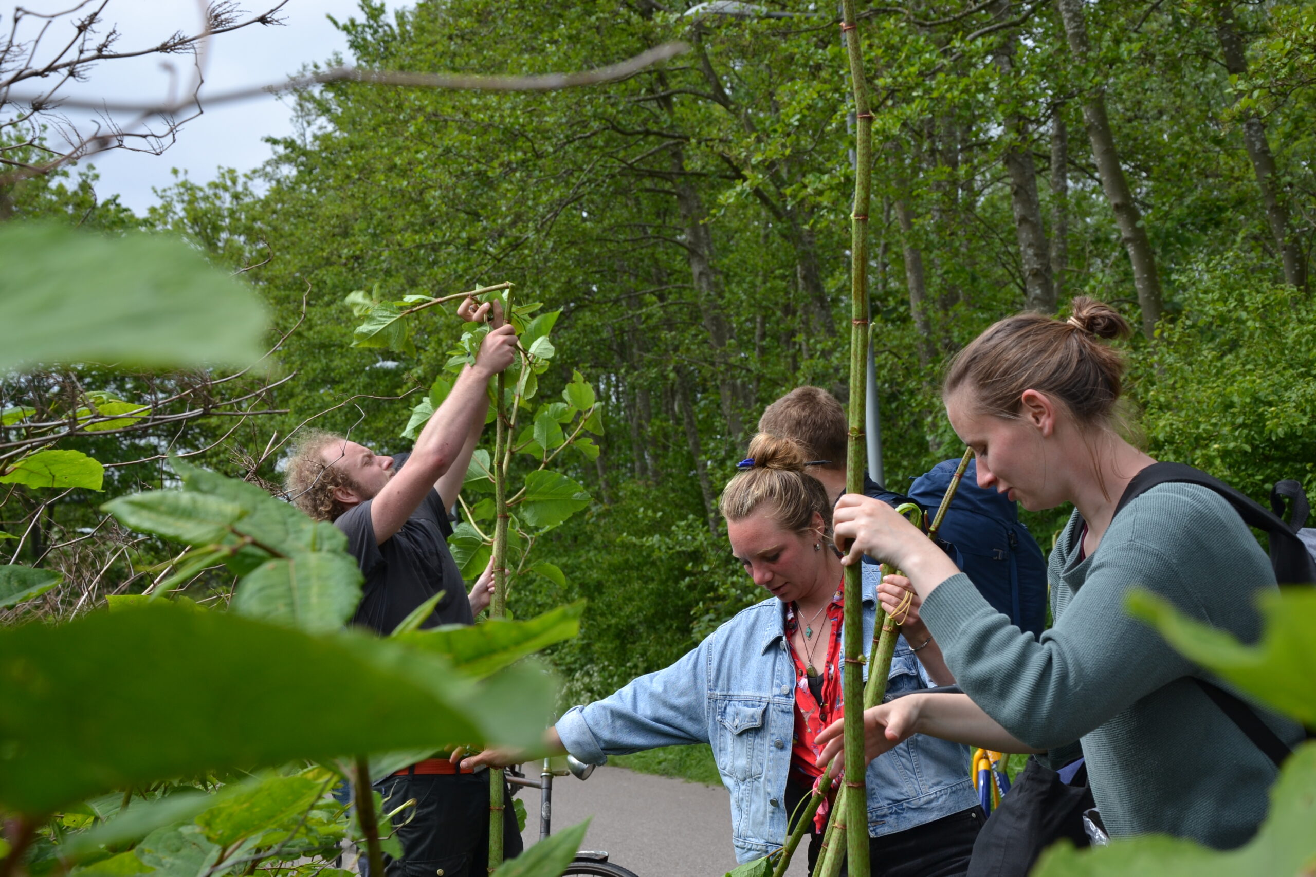 Mensen verwijderen invasieve planten in een bosrijk gebied.
