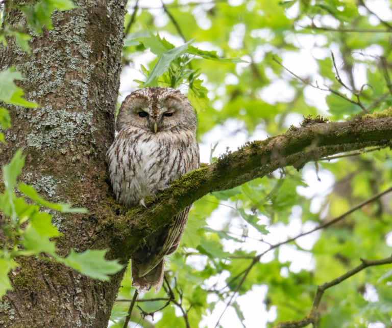 Uil zittend op een met mos bedekte tak in een groene, bladerige omgeving.