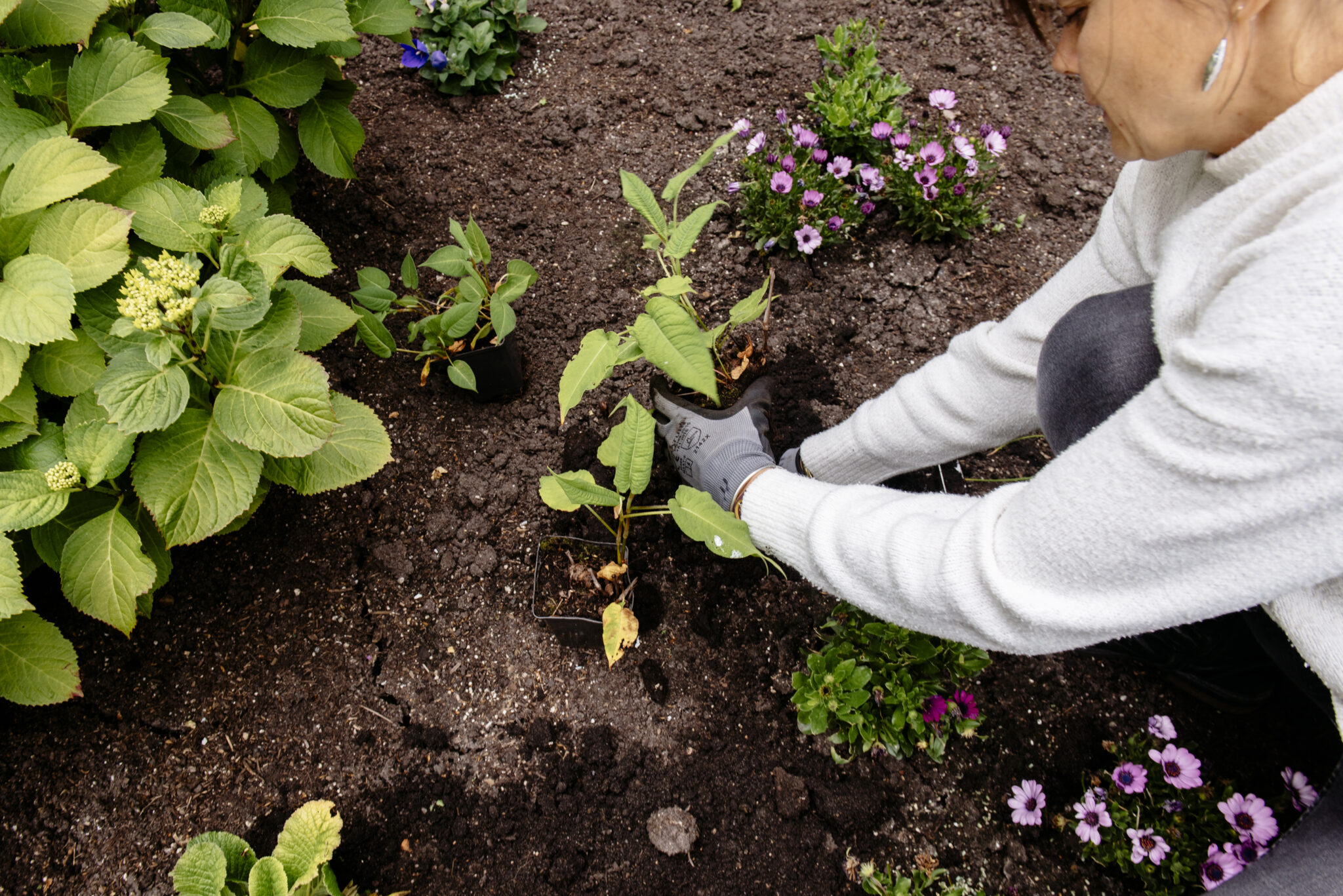 aanplanten van een border straatambassadeurs tuinvergroening nk tegelwippen