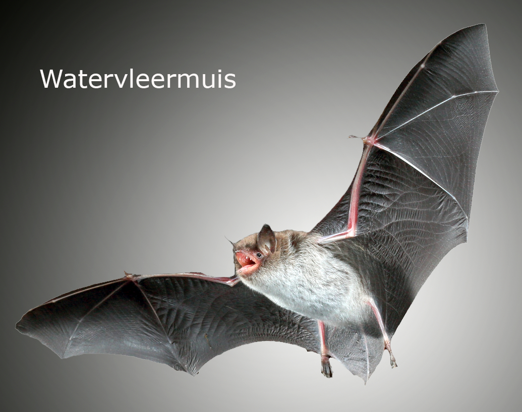 Watervleermuis vliegt met gespreide vleugels tegen een grijze achtergrond.