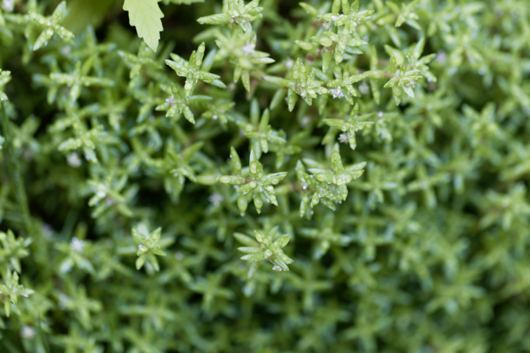 Groene planten met kleine blaadjes bedekt met dauwdruppels.