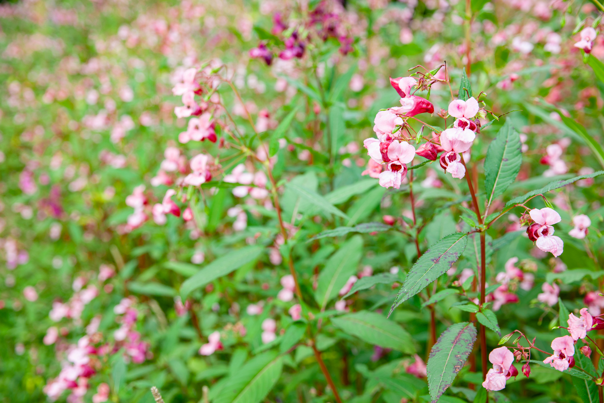Roze bloemen en groene bladeren in een weelderige tuin.