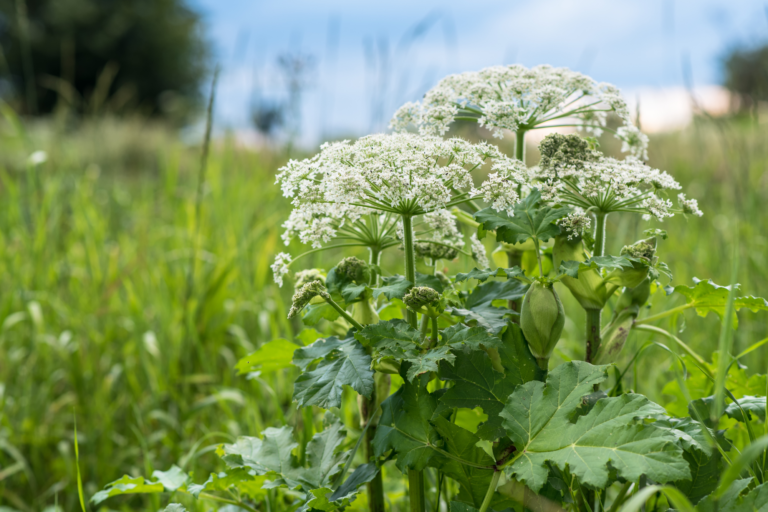 Witte bloemschermen van berenklauw tegen een groene, weelderige achtergrond in een weiland.