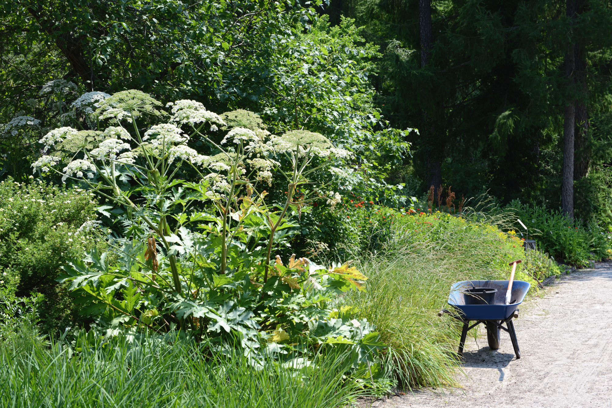 Wielkruiwagen op tuinpad bij dichte planten en hoog gras, omgeven door groene bomen.