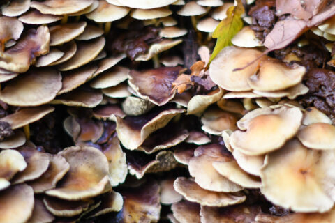 Grote groep bruine paddenstoelen met bladeren ertussen in een natuurlijke omgeving.