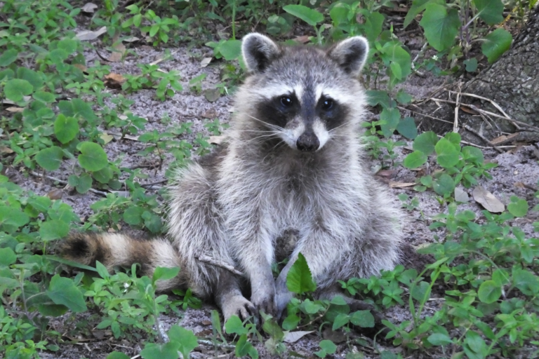 Wasbeer zittend op gras met groene bladeren in een natuurlijke omgeving.