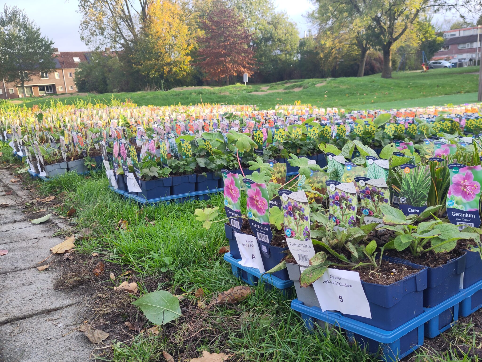 Planten in blauwe trays staan uitgestald op gras met herfstbomen op de achtergrond.