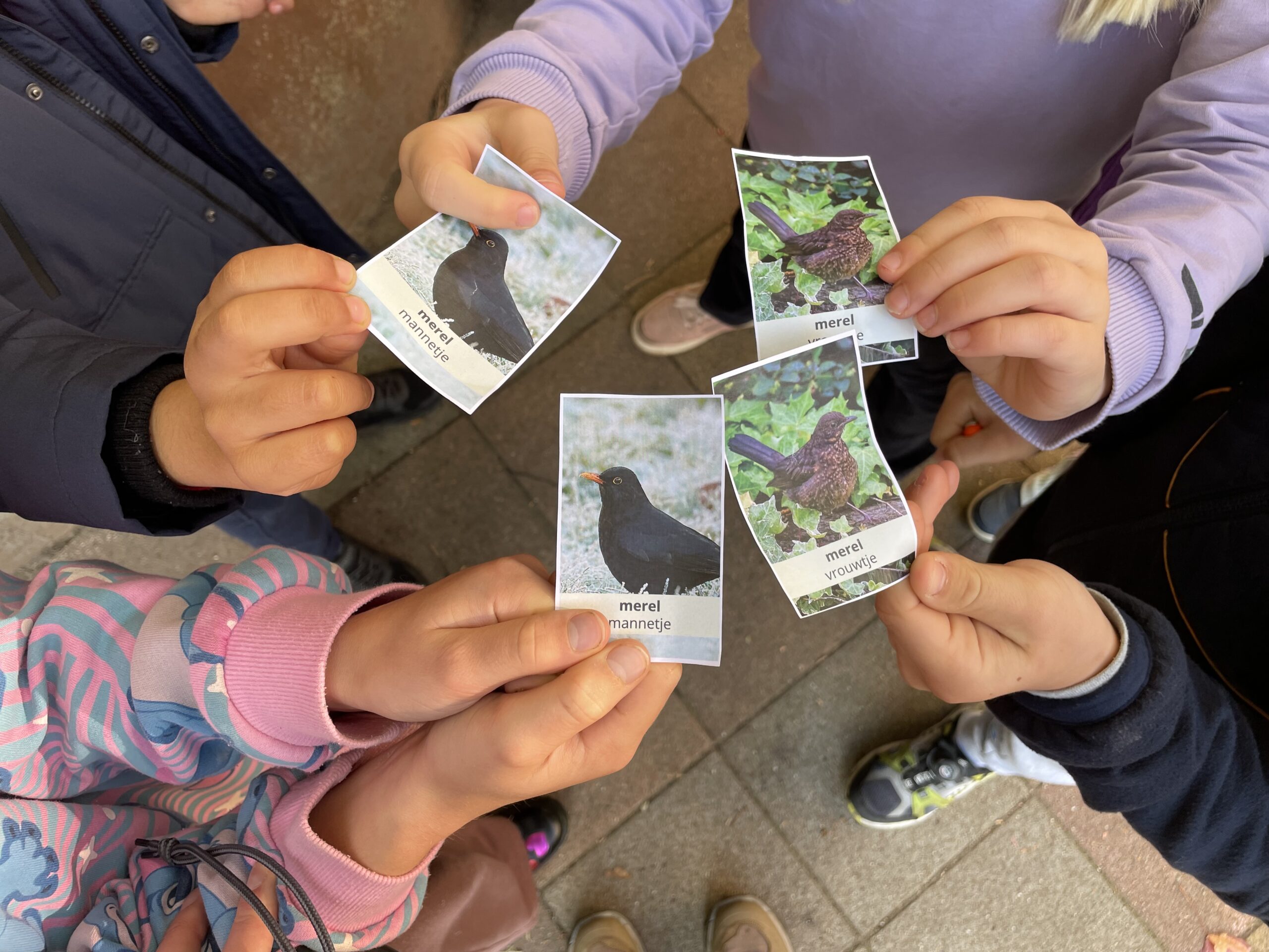 kinderen spelen vogelkwartet