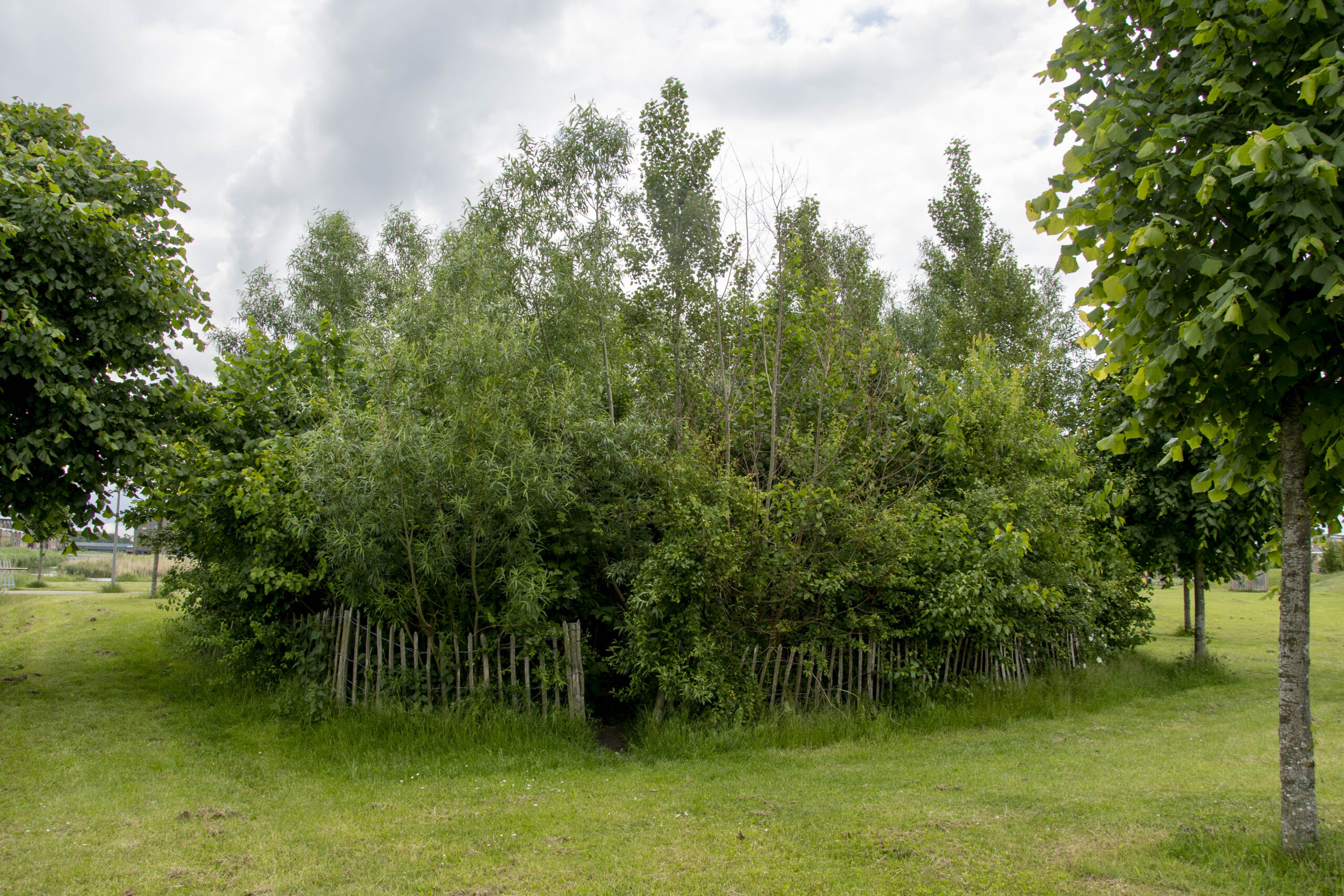 Een dichte bosjesstruik met houten hek op grasveld, onder bewolkte lucht.