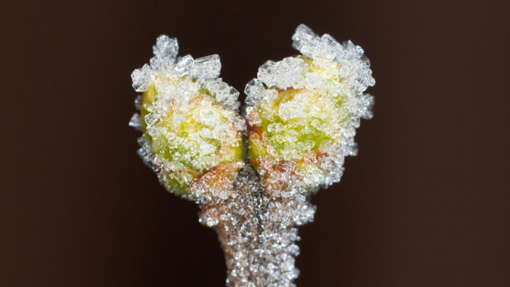 Twee knoppen bedekt met rijp tegen een donkere achtergrond.