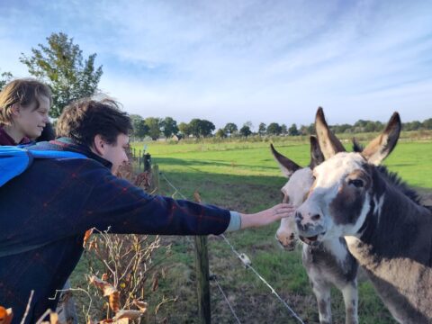 Twee mensen aaien ezels over een hek in een grasveld op een zonnige dag.