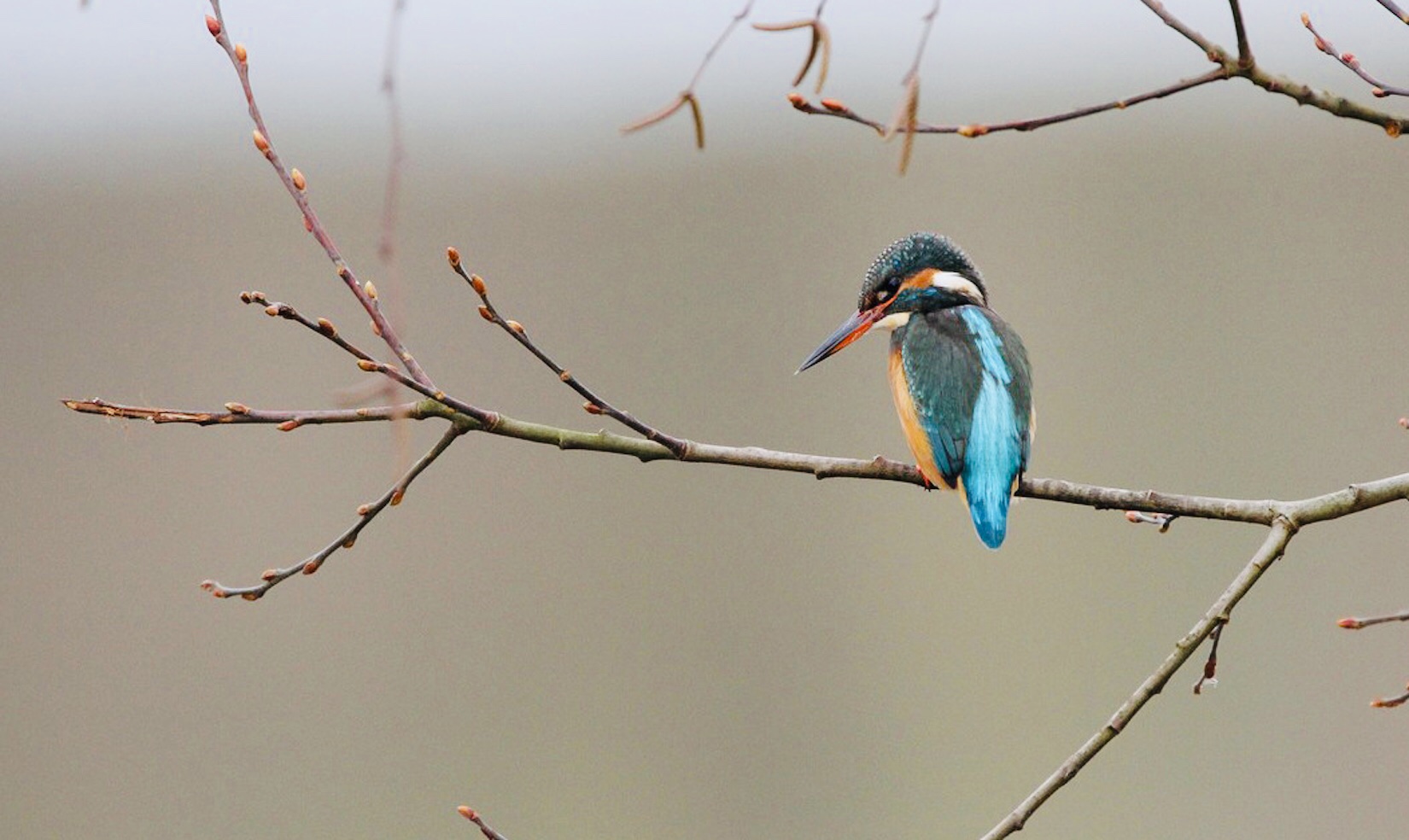 IJsvogel met felblauwe veren zit op een kale tak tegen een neutrale achtergrond.