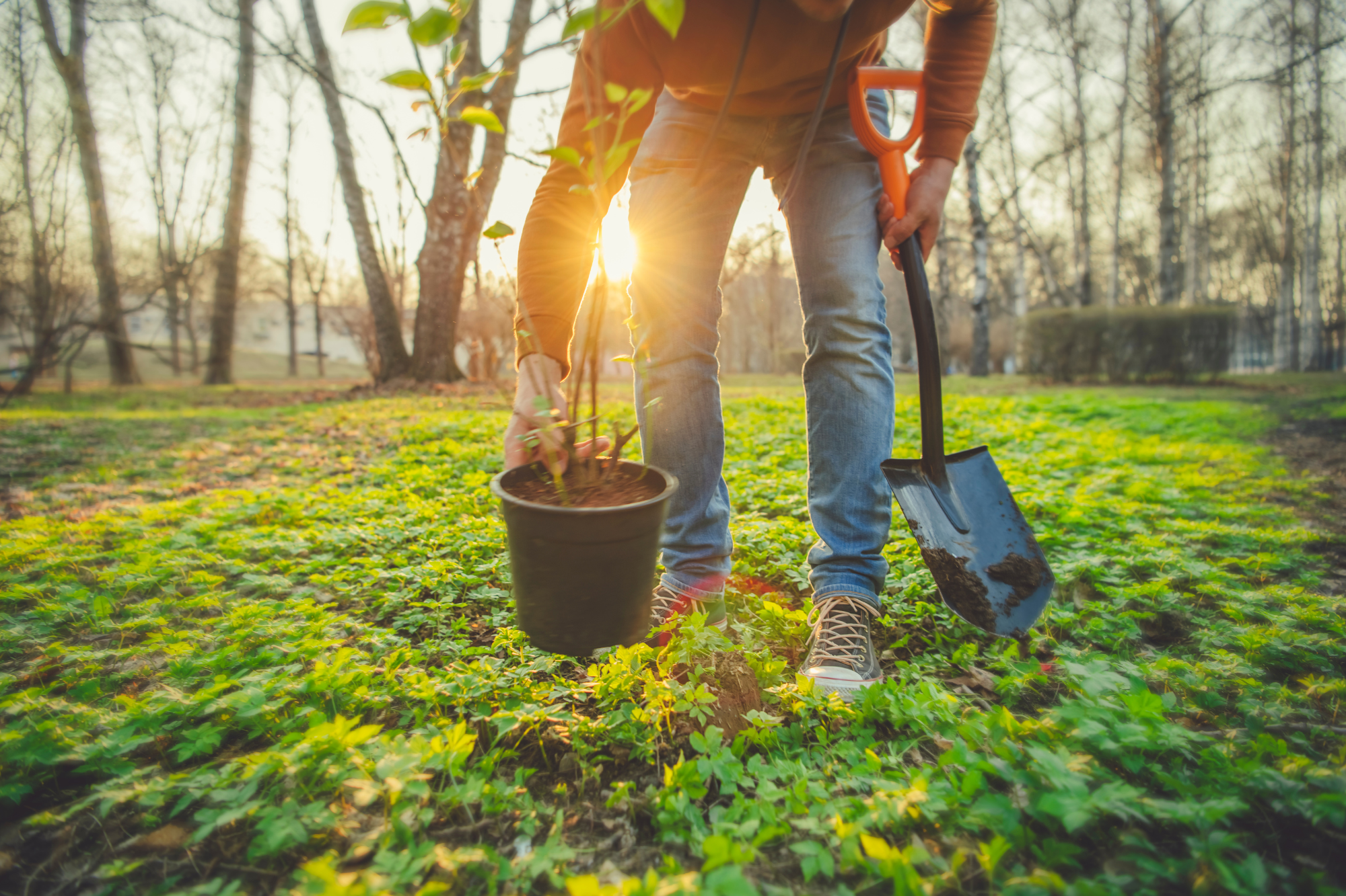 Persoon plant een boom in een tuin bij zonsondergang, met een schop in de hand.