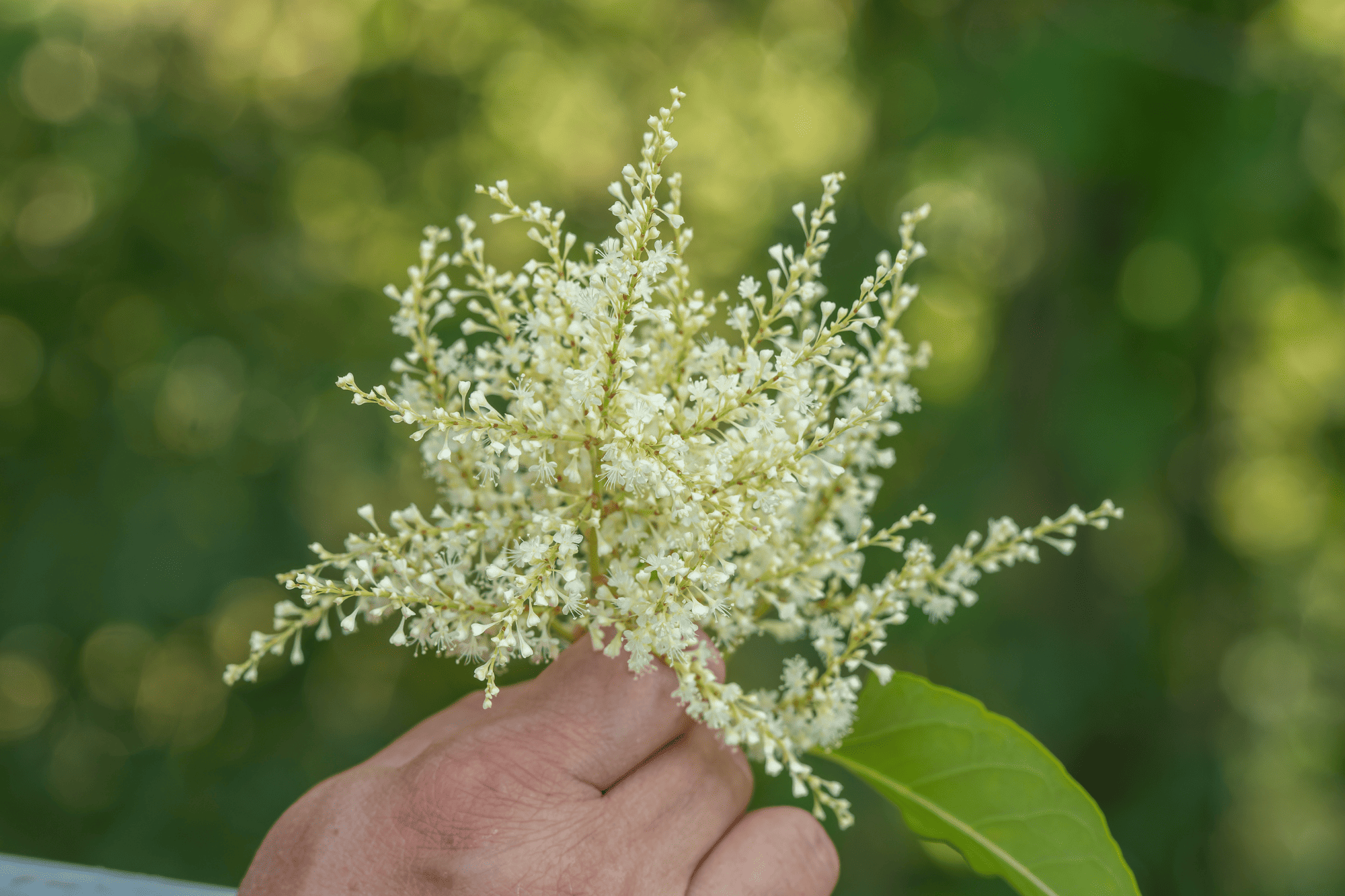 Hand houdt een bosje witte, bloeiende bloemen vast tegen een groene, wazige achtergrond.