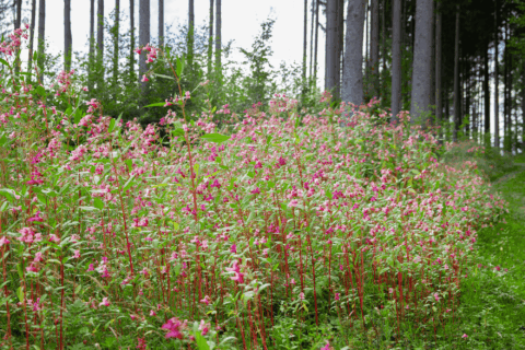 Bloeiende roze bloemen in een bosrand met hoge bomen op de achtergrond.