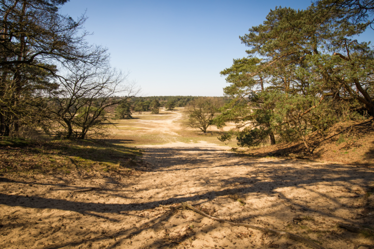 Zandpad door bosrijk duinlandschap onder blauwe hemel met verspreide bomen en schaduwen.