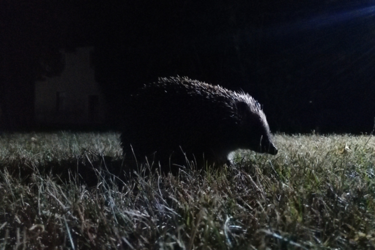 Egel op grasveld in de nacht, verlicht van opzij.