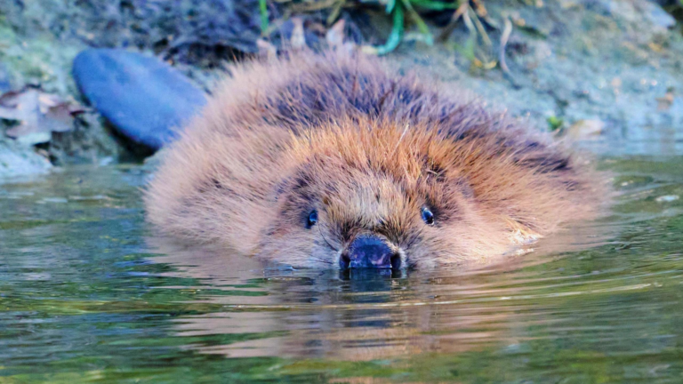 Een bever met natte vacht zwemt naar de camera in helder water.