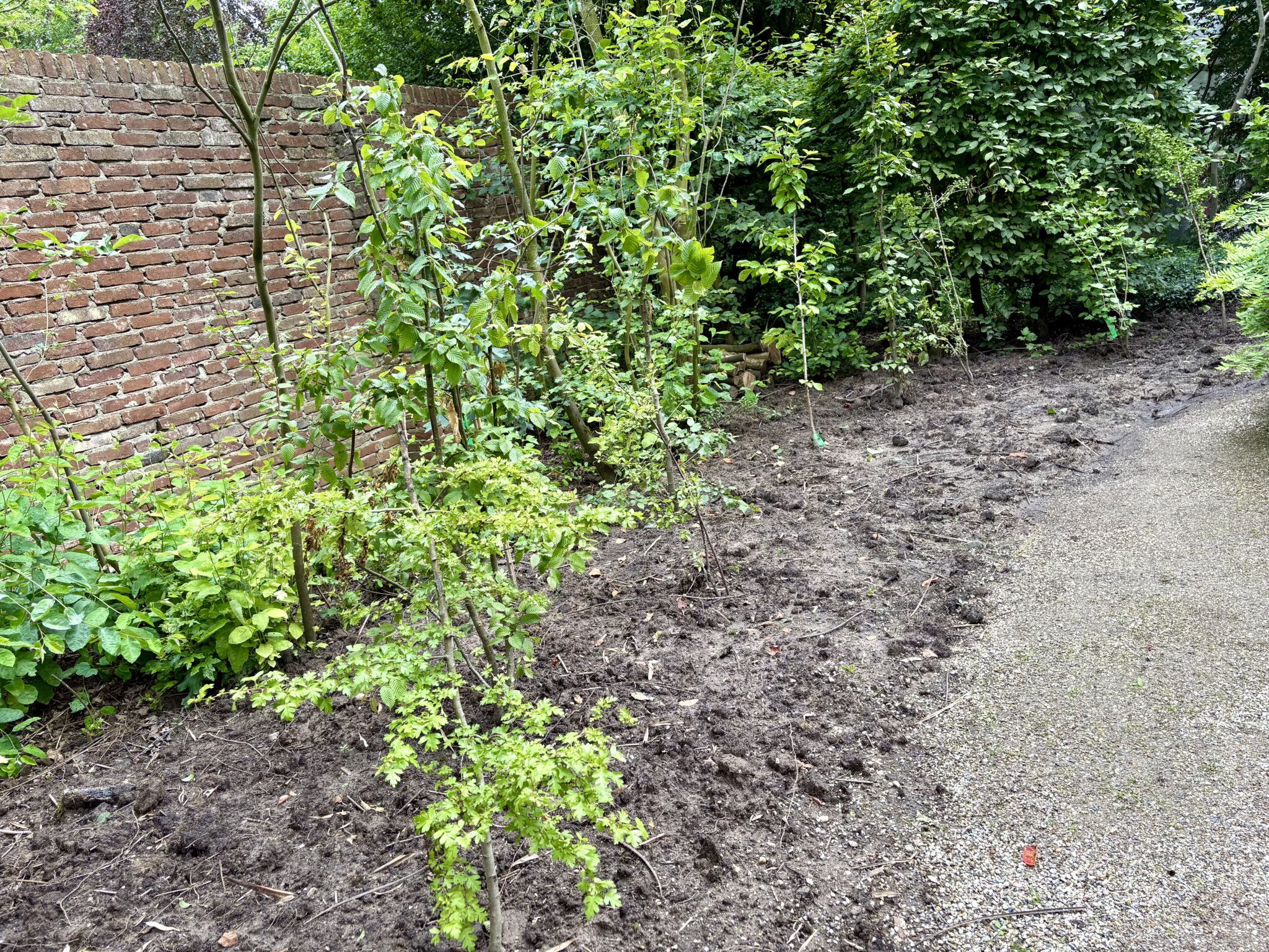 De nieuwe Tuiny tuin in Appeltern, met pas aangeplante jonge boompjes.