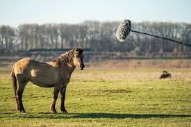 Een paard op een grasveld met een opname-microfoon op een hengel erboven.