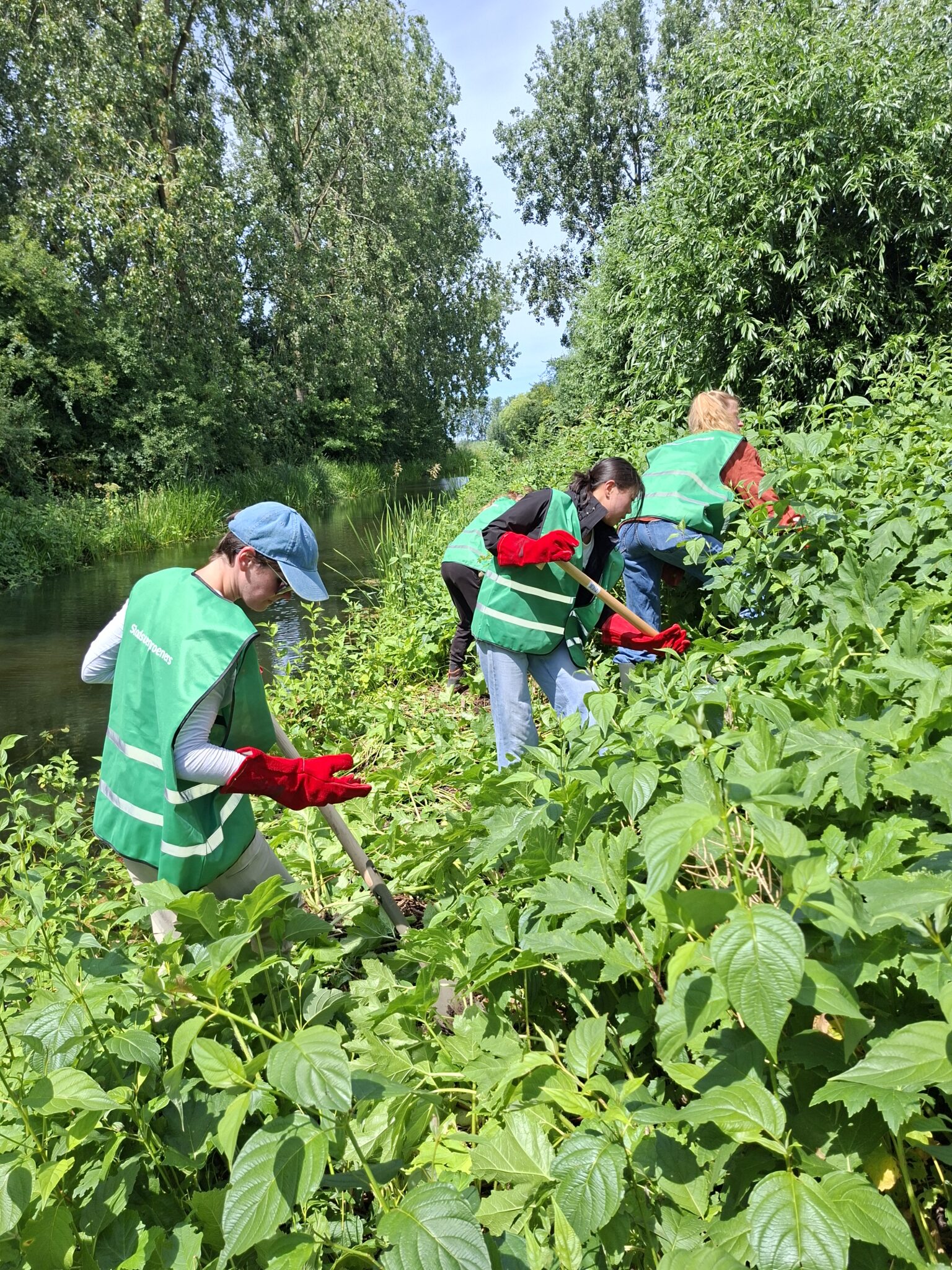 Mensen in groene hesjes wieden onkruid langs een groen, boomrijk kanaal.