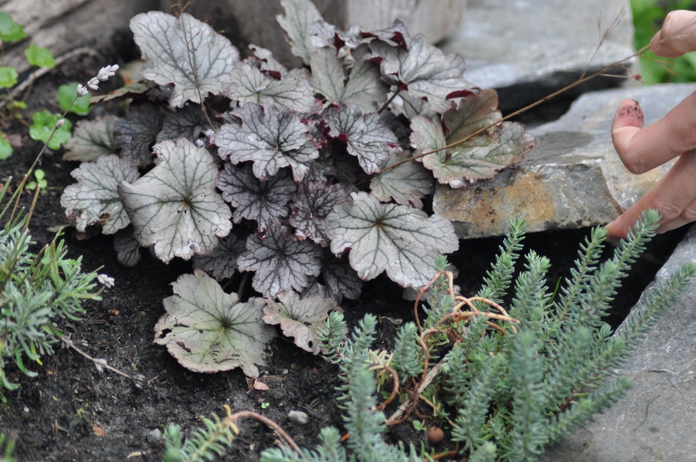 Plant met zilvergroene bladeren en fijn groen loof op rotsen, met hand die aarde aanraakt.