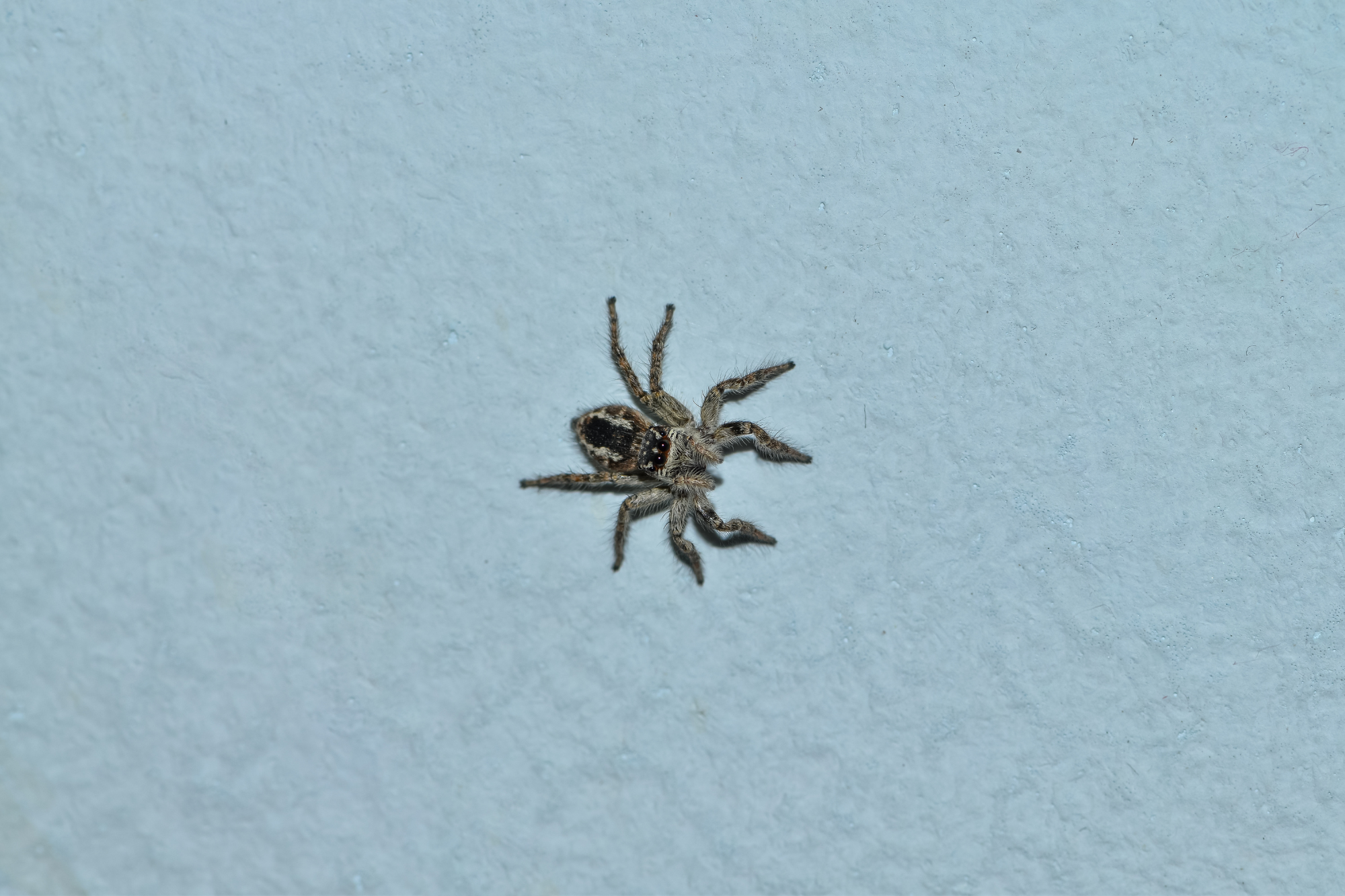 Kleine spin op een lichtblauwe muur, met fijne details zichtbaar in haar poten en lichaam.