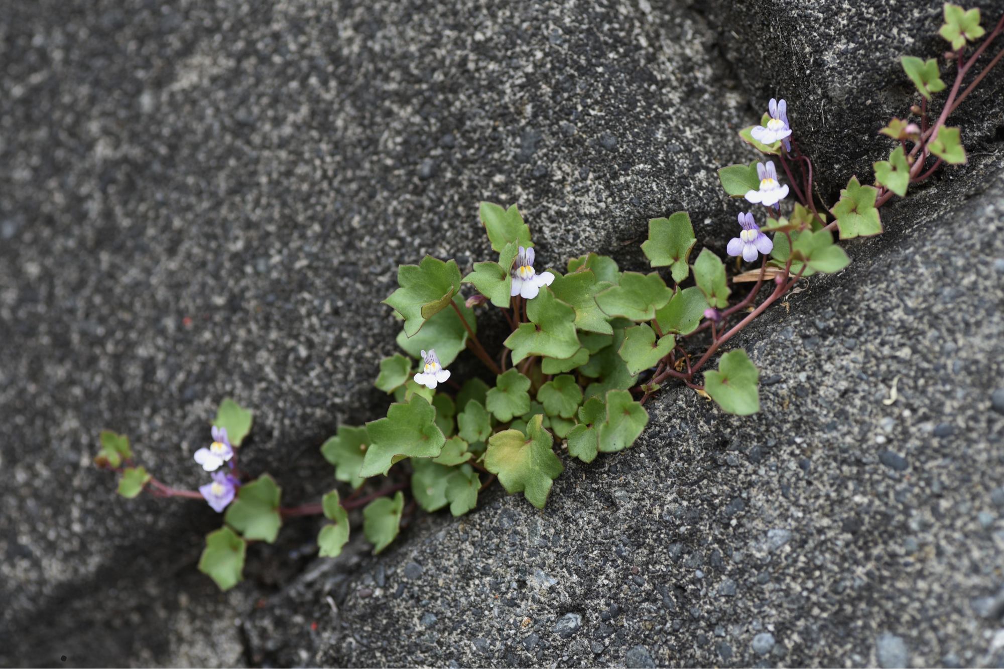 Kleine paarse bloemen en groene blaadjes groeien tussen stoeptegels.