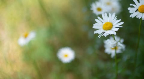Waardering voor Groene GGZ door minister Ernst Kuipers