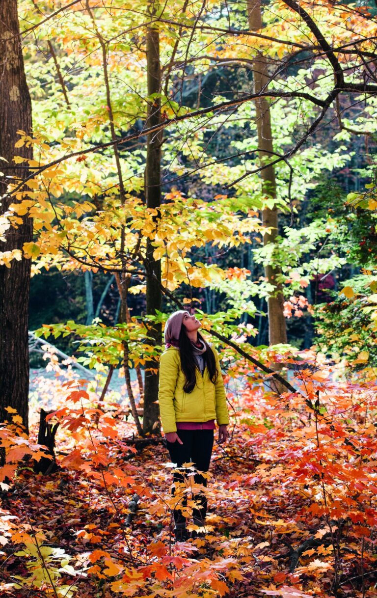 Vrouw in herfstbos, met kleurrijke bladeren; ze kijkt omhoog naar de bomen.