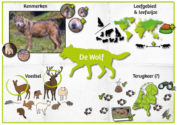 Introductieplaat 'De wolf'