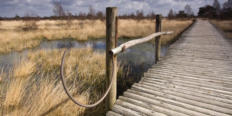 Knuppelbrug over moeras in Nationaal Park De Groote Peel