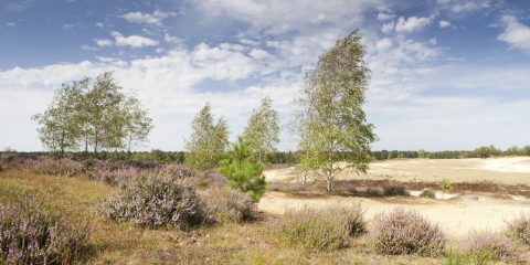 Landschap met heide en stuifzand in Nationaal Park De Maasduinen